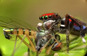Splendens: A male peacock spider (Maratus splendens) feeding