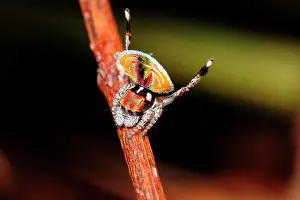 Volans: Male Peacock spider (Maratus volans), Australia