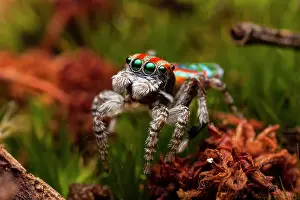 Volans: Male Peacock spider (Maratus volans), Australia