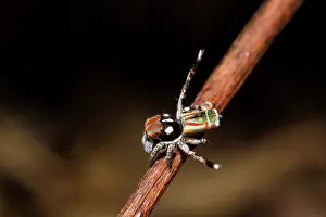Volans: Male Peacock spider (Maratus volans), Australia