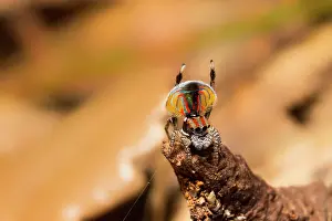 Volans: a male Peacock spider (Maratus volans) displaying