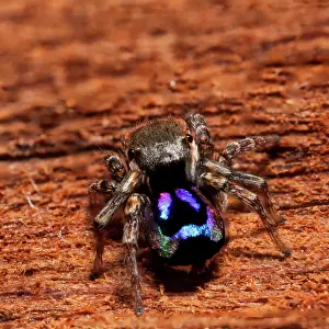 Bridal: Male Peacok jumping spider (Maratus robinsoni) from