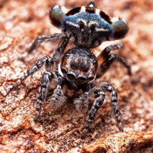 Recent: Male Peacok jumping spider (Maratus sp), Australia