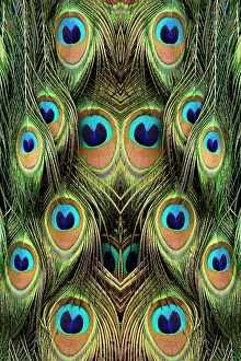 Peacock: Male Peafowl feather pattern, Florida