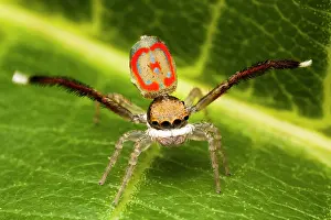 Dance: A male performing a mating dance to try to impress