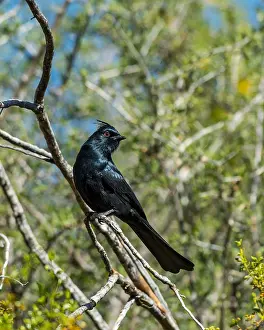 Nitens: Male Phainopepla or northern phainopepla (Phainopepla