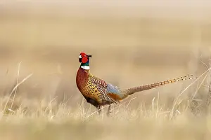 Prairie: Male pheasant at Bowdoin National Wildlife Refuge near