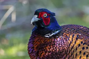 Designs: Male pheasant (Phasianus colchicus) with iridescent plumage and red facial patterns in a natural environment