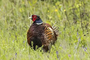 Front View: Male pheasant standing in green grass looking from the front left