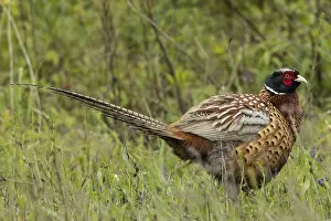 Grasses: Male pheasant standing in green grass looking right
