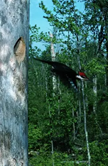 Pileatus: Male Pileated Woodpecker