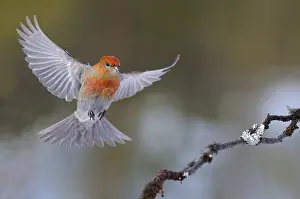 Grosbeak: A male Pine Grosbeak (Pinicola enucleator) is j