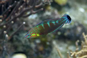Labriformes: Male Pinstriped Wrasse - Makawide Wall dive site