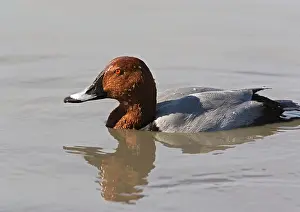 Ferina: Male pochard, just surfaced from dive