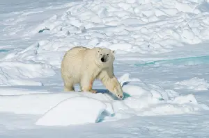 Lonesome: Male polar bear (Ursus maritimus) walking on pack