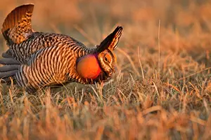 Ritual: Male prairie chickens at lek in Loup County