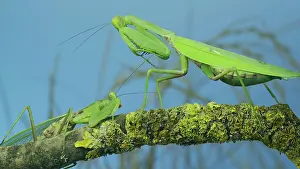 Social: Male praying mantis approaches very large female