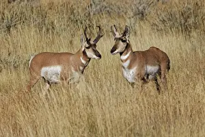 Teton: Male Pronghorn, Grand Teton National Park, Wyoming