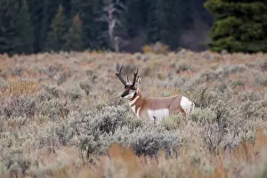 Teton: Male Pronghorn, Grand Teton National Park, Wyoming