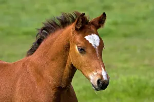 Filly: Male Przewalski's Horse foal (Equus przewalskii)