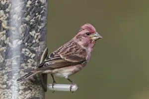 150617: Male Purple Finch on feeder in winter