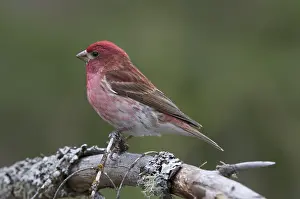 Purpureus: Male Purple Finch sitting on branch