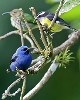 Longirostris: Male purple honeycreeper with Bananaquit (Coereba