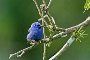 Longirostris: Male purple honeycreeper - on twig