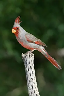 Pyrrhuloxia: Male Pyrrhuloxia