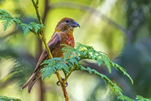 Conifer: A male Red Crossbill (Loxia curvirostra) perched in a cedar tree
