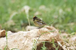Serins: Male Red-fronted Serin