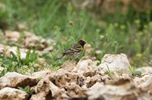 Serins: Male Red-fronted Serin