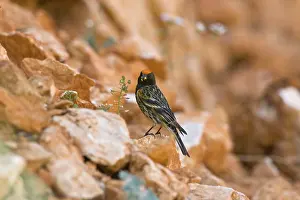Serins: Male Red-fronted Serin