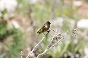 Serins: Male Red-fronted Serin