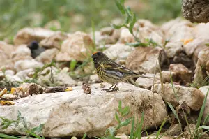 Serins: Male Red-fronted Serin