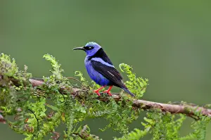 Cyaneus: Male Red-legged Honeycreeper