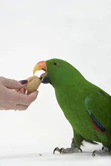 Sided: Male Red-sided Eclectus Accepting A Walnut