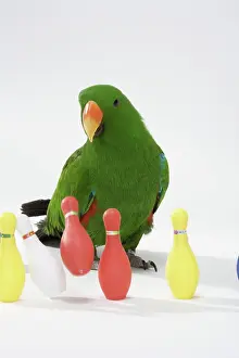 Sided: Male Red-sided Eclectus Knocking Down Bowling Pins