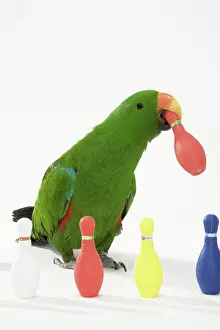 Sided: Male Red-sided Eclectus Moving Bowling Pins