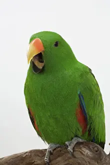 Sided: Male Red-sided Eclectus Parrot