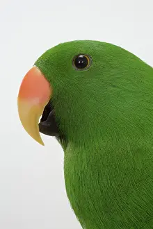 Sided: Male Red-sided Eclectus Parrot