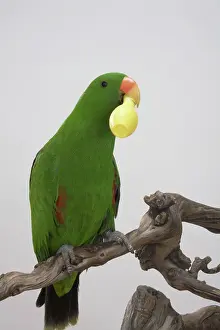 Sided: Male Red-sided Eclectus Parrot