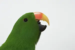 Sided: Male Red-sided Eclectus Vocalizing
