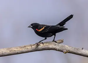 Agelaius: Male Red-winged blackbird, Agelaius phoeniceus