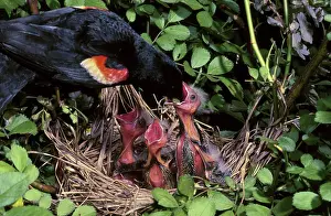 Agelaius: Male Red-winged blackbird feeding chicks