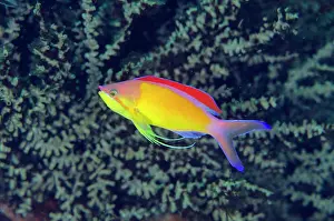 Anthias: Male Redfin Anthias with extended fin - Gili Mimpang