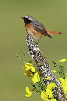 Gorse: Male redstart and gorse flowers
