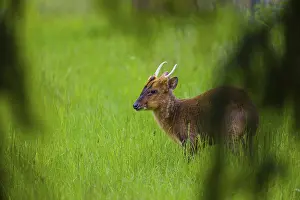 Muntjac: One male Reeves's muntjac (Muntiacus reevesi)