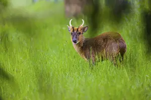 Muntjac: One male Reeves's muntjac (Muntiacus reevesi)