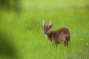 Muntjac: One male Reeves's muntjac (Muntiacus reevesi)